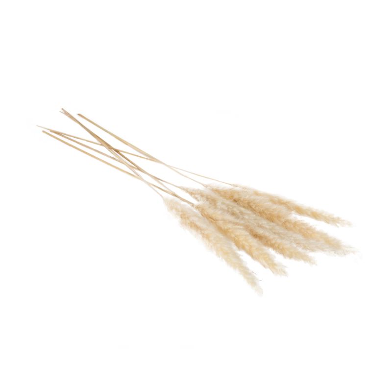 Slim Dried Pampas Grass - Beige, FEEL AT HOM , , Accent Decor @feelathom