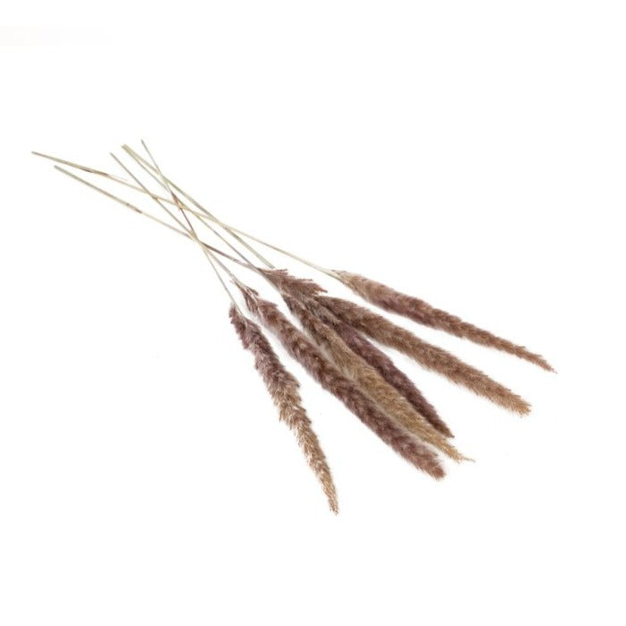 Slim Dried Pampas Grass - Taupe, FEEL AT HOM , , Accent Decor @feelathom