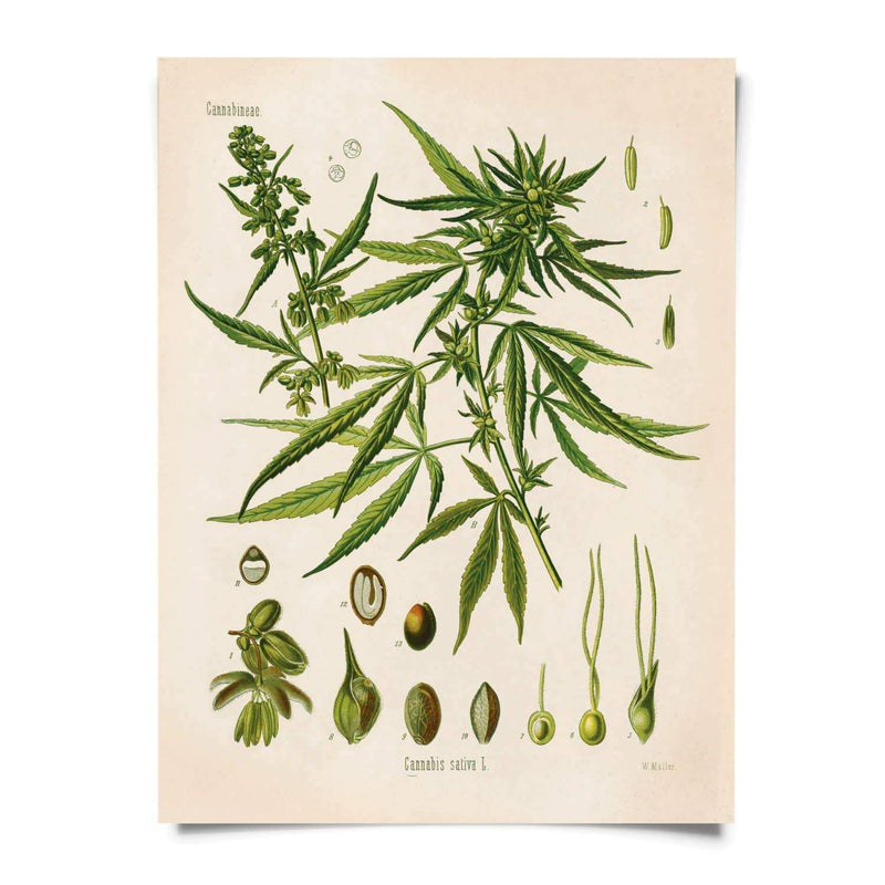 Vintage Botanical Cannabis Sativa Marijuana Print, HOM , Wall Decor, Curious Prints @feelathom