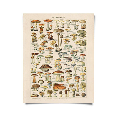 Vintage Botanical French Mushroom Diagram Print (11x14), HOM , Wall Decor, Curious Prints @feelathom