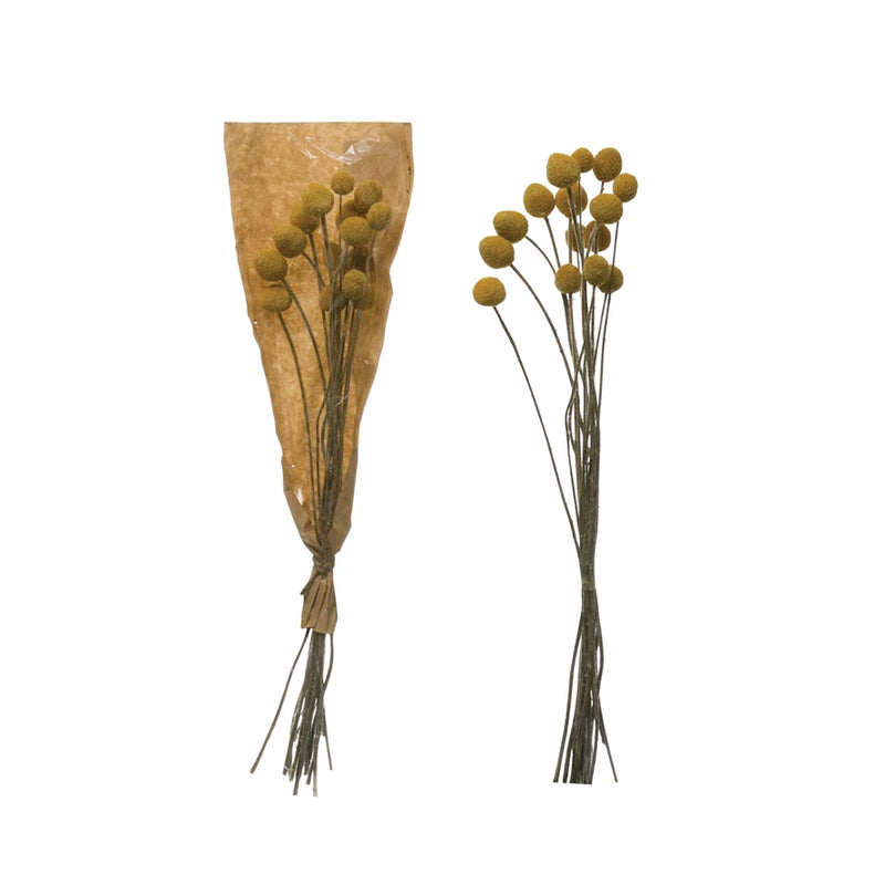 Dried Natural Craspedia Bunch - Yellow, HOM , , Creative Co-Op @feelathom